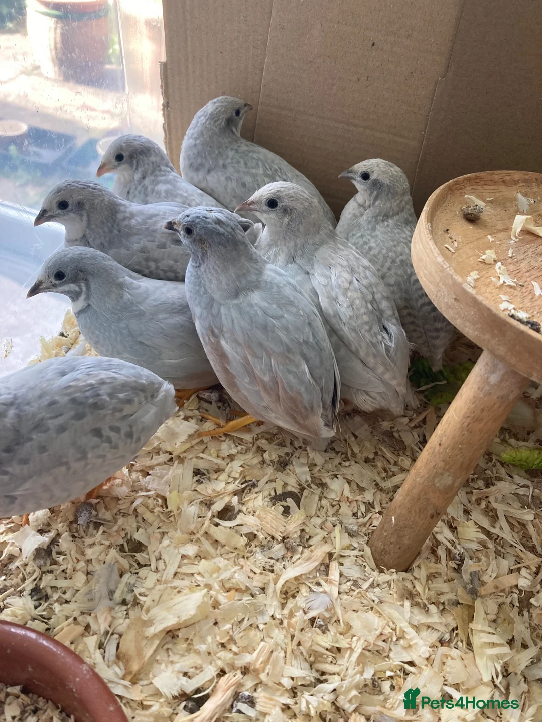 Quail poultry for sale: Button Quail Pure Silver Chinese painted Eggs only - Advert 2