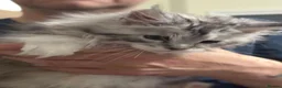 Maine Coon cats for sale: Gorgeous Maine Coon Kittens with GCCF Pedigree  - Advert 7