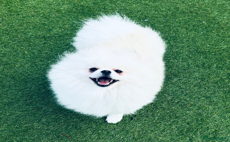 Pomeranian dogs - Advert 3