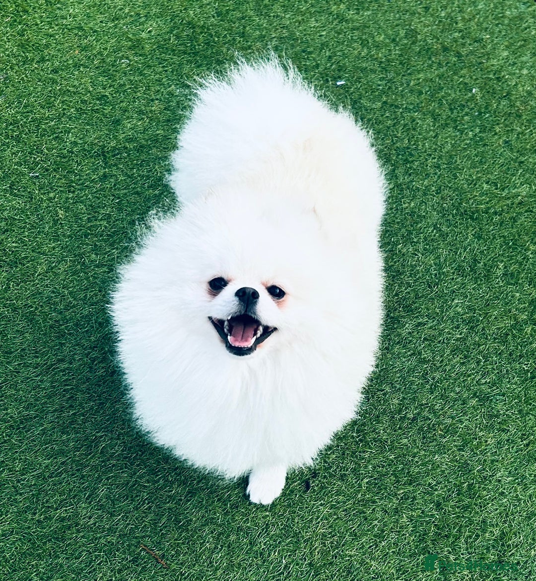 Pomeranian dogs for stud: Top Champion Lines KC White Pomeranian! - Image 1