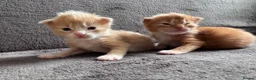 Maine Coon cats for sale: TICA registered polydactyl Maine Coon kittens 😻 - Advert 21