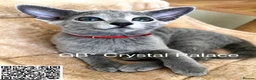 Russian Blue cats for sale: Full Pedigree American Champion Lines Russian Blue in Christchurch - Advert 8