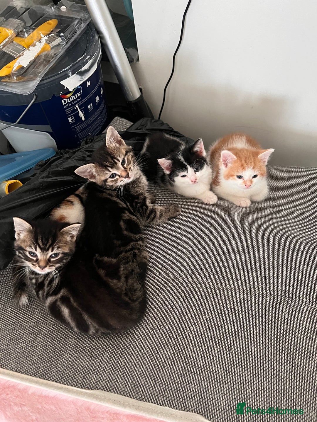 European cats for sale: Kittens available now taby ginger - Advert 4