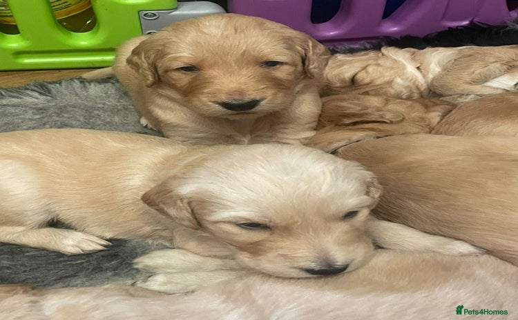 Goldendoodle dogs - Advert 2