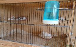 Finches birds for sale: 20 Pairs Zebra Finches  - Image 7