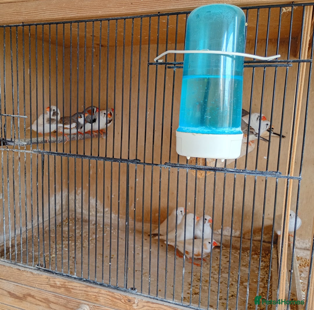Finches birds for sale: 20 Pairs Zebra Finches  - Image 7