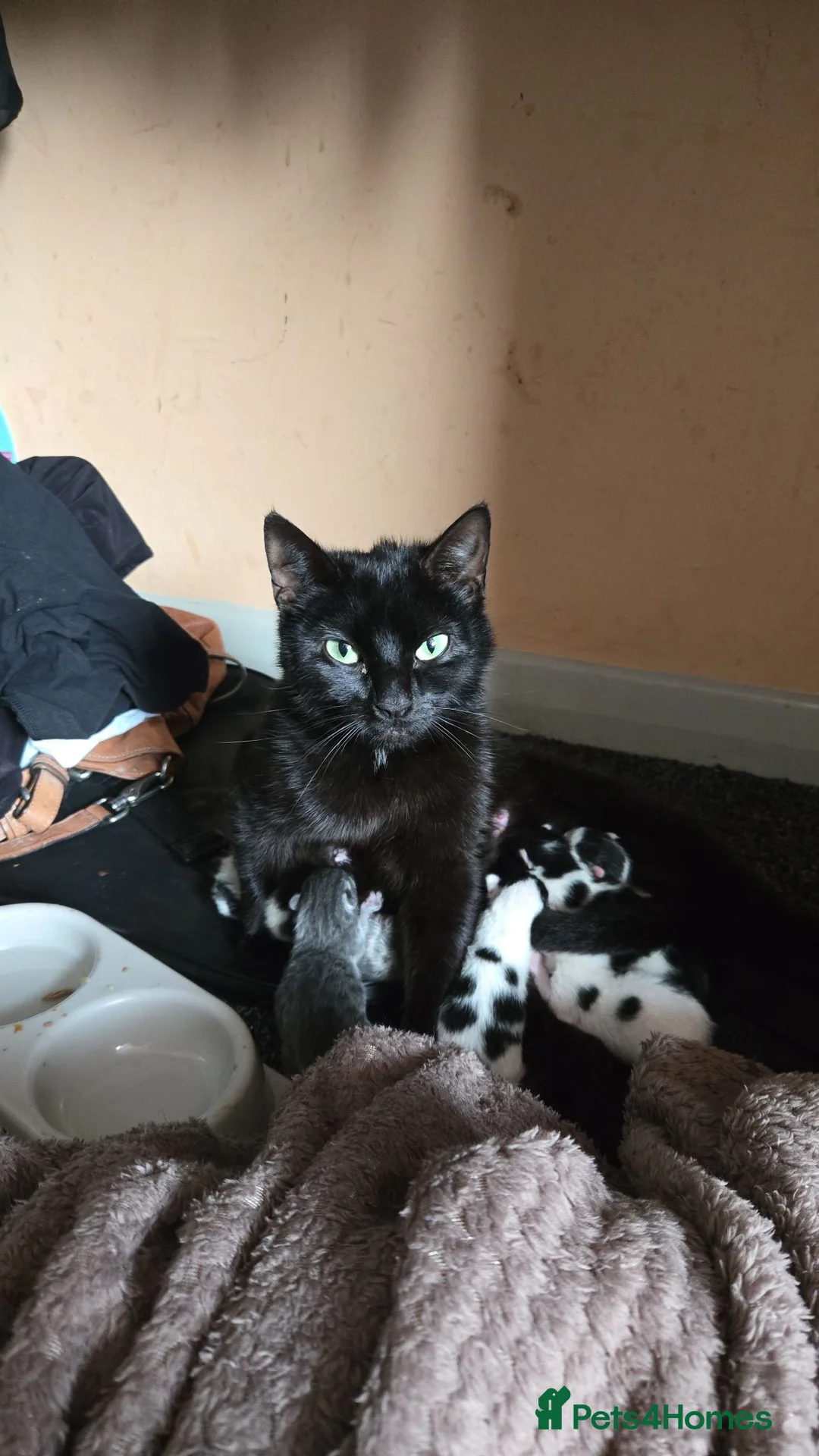 Mixed Breed cats for sale: 6 Mixed breed Kittens🐈‍⬛️🐈 - Advert 9