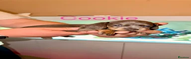 Cookie (girl)