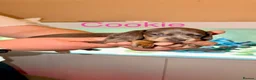 Miniature Dachshund dogs for sale: Adorable Miniature Dachshund Puppies - Advert 9