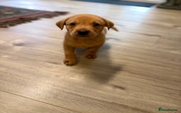 Labrador Retriever dogs for sale: Fox Red Labrador Retriever Puppies🐾 - Advert 2