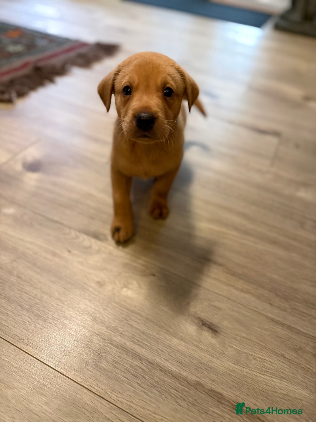Labrador Retriever dogs for sale: Fox Red Labrador Retriever Puppies🐾 - Advert 2