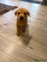 Labrador Retriever dogs Fox Red Labrador Retriever Puppies🐾 - Advert 9
