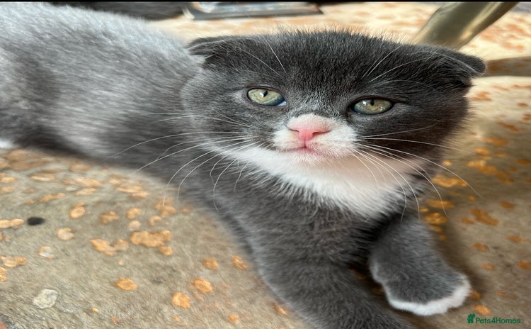 Scottish Fold cats - Advert 2