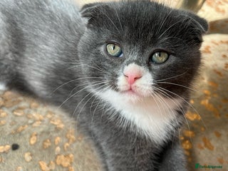 Scottish Fold cats - Advert 2