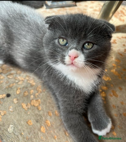Scottish Fold cats - Advert 6