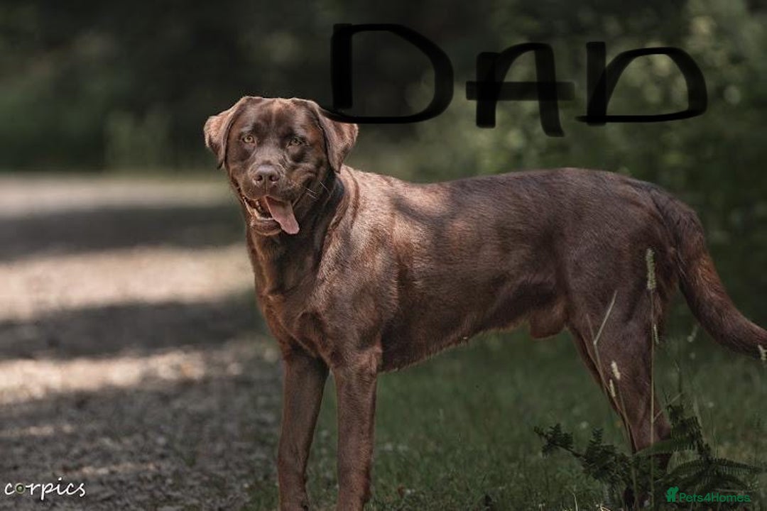 Labrador Retriever dogs for sale: 9 perfect Labrador puppies  - Advert 7