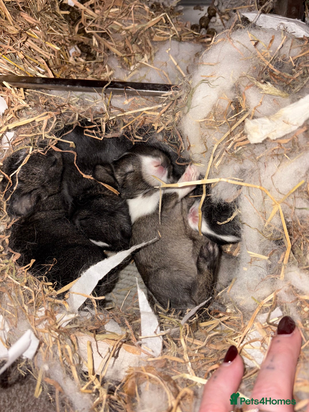 Mixed Breed rabbits for sale: 4X Netherland dwarf mix french lop babies  - Advert 5