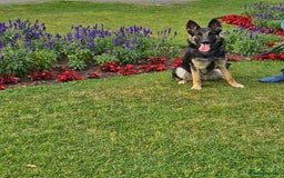 German Shepherd dogs for sale: female German shepherd  - Image 3