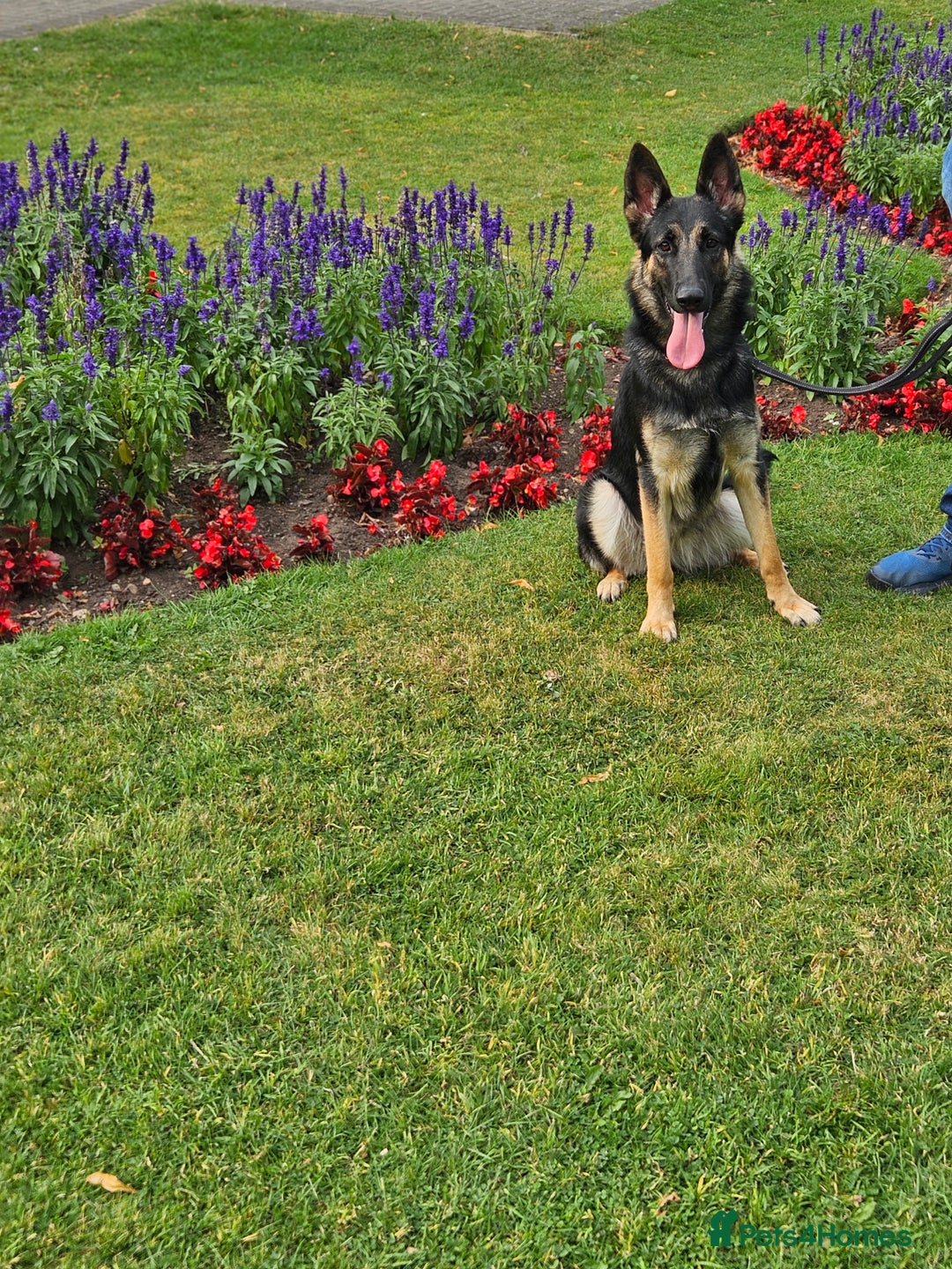 German Shepherd dogs for sale: female German shepherd  - Image 3