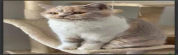 British Shorthair cats for sale: 🐾 Beautiful British Shorthair Kittens 🐾 in Birmingham - Advert 6