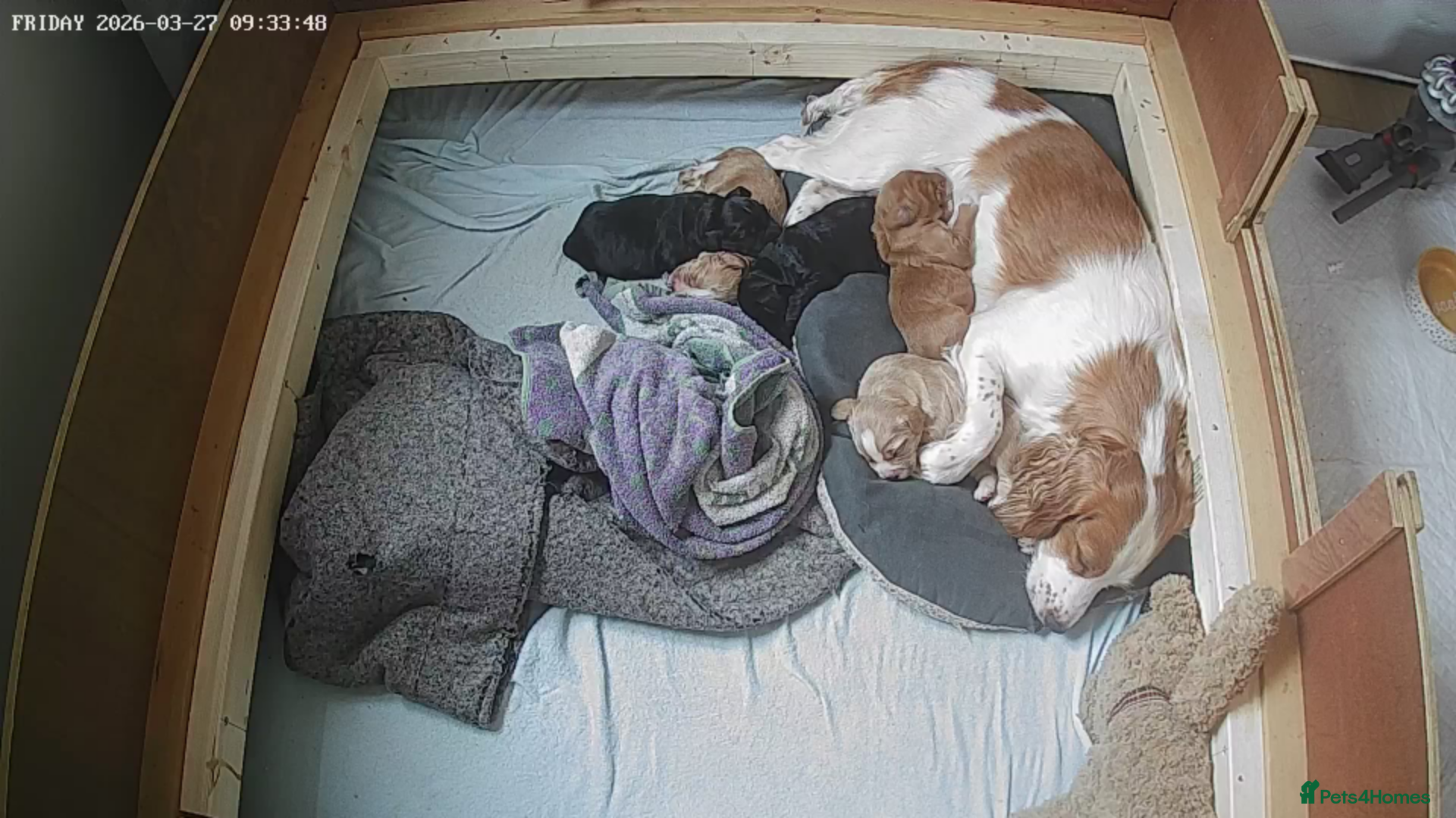 Cocker Spaniel dogs Ready to leave lemon and white kc registered girl - Advert 2