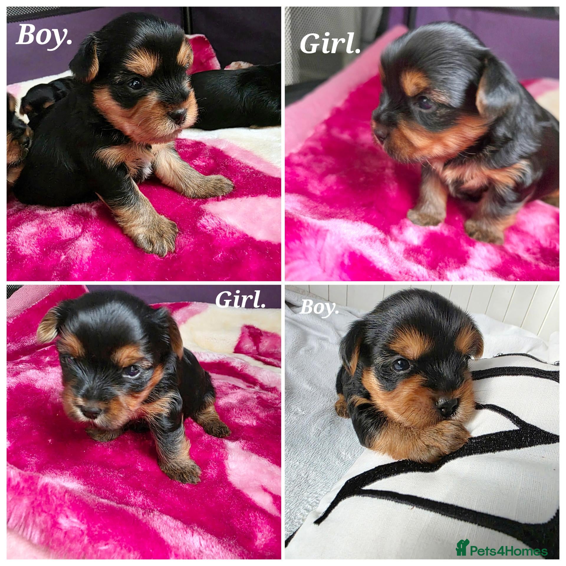 Yorkshire Terrier dogs 💕Yorkshire Terrier puppies.💕 - Advert 6