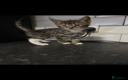 Mixed Breed cats for sale: Maine coon cross Bengal kittens ready now  - Image 7