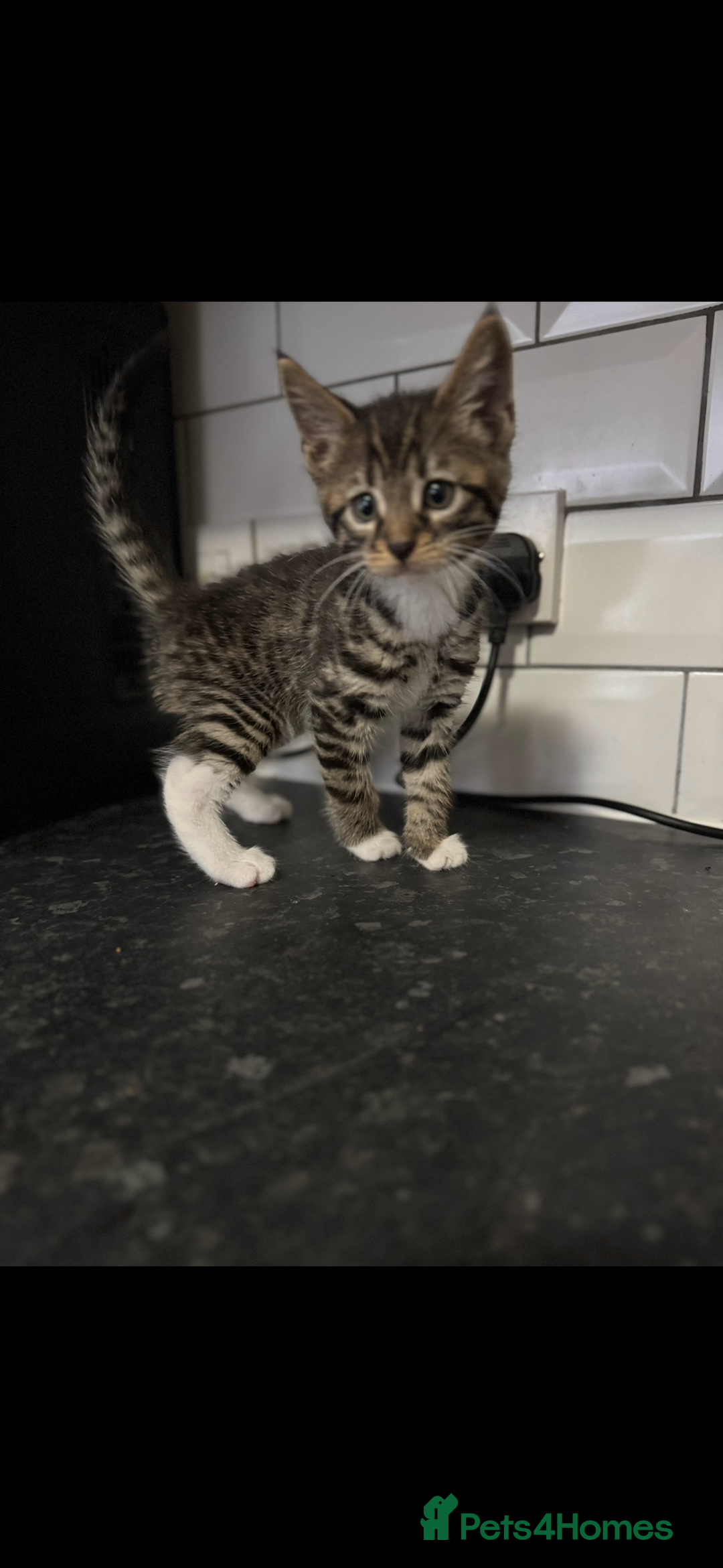 Mixed Breed cats for sale: Maine coon cross Bengal kittens ready now  - Image 7