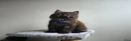 Siberian cats for sale: Beautiful Siberian Kittens  - Advert 1