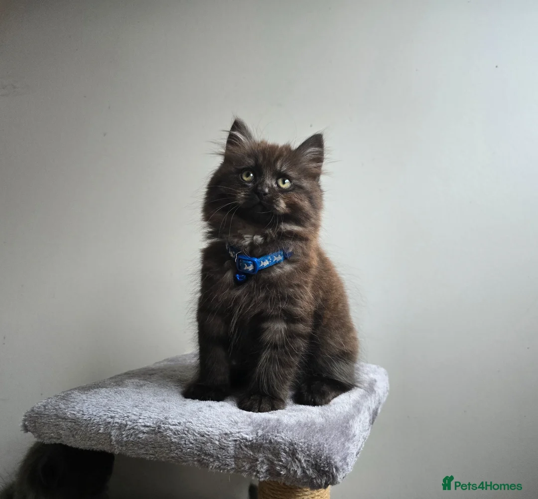 Siberian cats for sale: Beautiful Siberian Kittens  - Advert 1