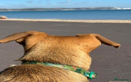 Mixed Breed dogs for adoption: Meet Gecko – a one-of-a-kind little sweetheart - Image 5