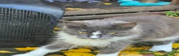 Maine Coon cats for sale: 4 fluffs for sale - Advert 27