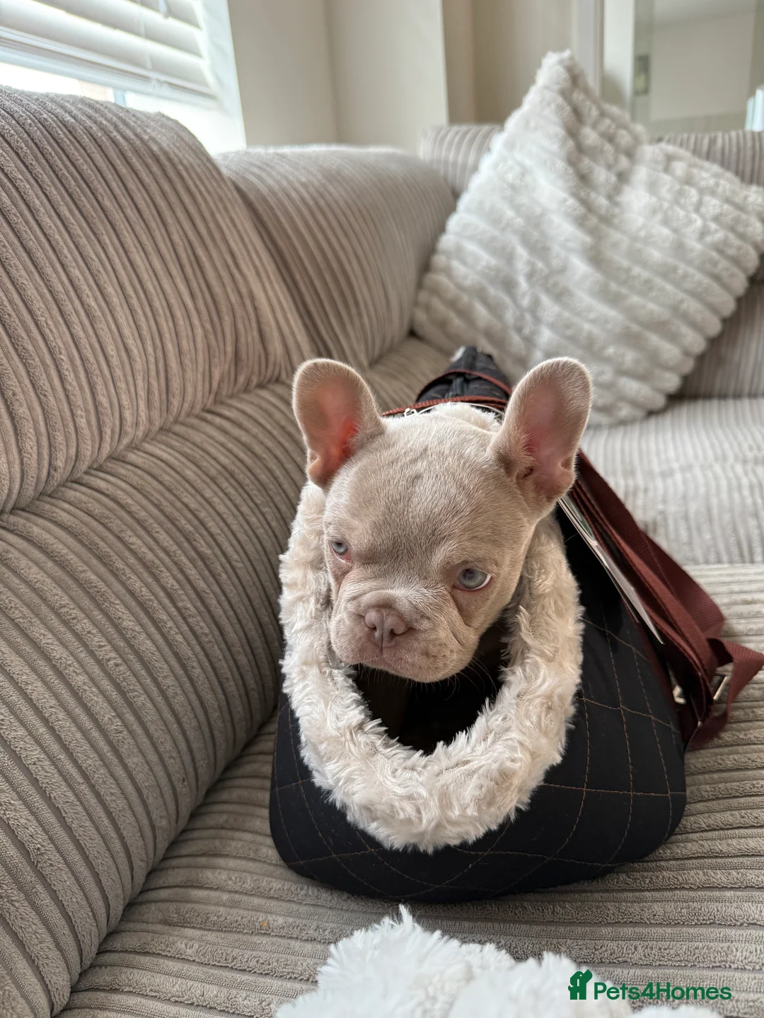 French Bulldog dogs for sale: KC registered French bulldog puppy - Advert 9