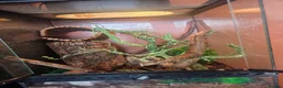 Gecko reptiles for sale: Mosy ghecko and setup  - Advert 5