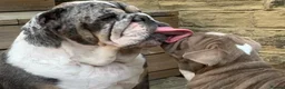 Mixed Breed dogs for sale: English Bulldog/Shar Pei puppies for sale - Advert 5