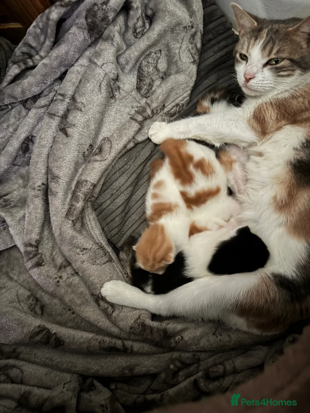 Mixed Breed cats for sale: 4 kittens now looking for homes.  - Advert 1