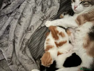 Mixed Breed cats 4 kittens now looking for homes. - Advert 1