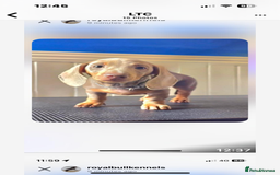 Miniature Dachshund dogs for sale: Miniature Dachshund Puppies  in Newcastle upon Tyne - Image 21