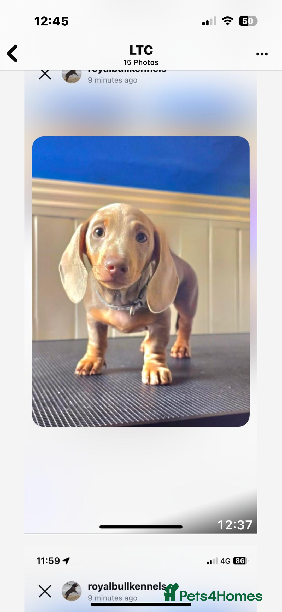 Miniature Dachshund dogs for sale: Miniature Dachshund Puppies  in Newcastle upon Tyne - Image 21