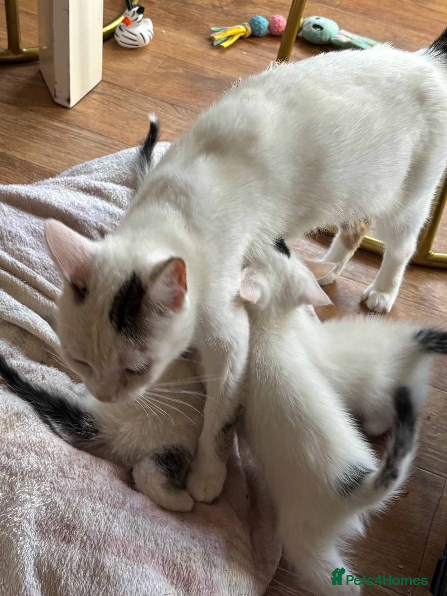 American Shorthair cats American shorthair babies  - Advert 1