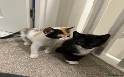 Mixed Breed cats for sale: 2 Kittens - Image 3