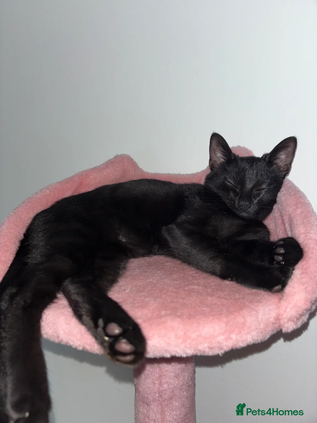 Mixed Breed cats for sale: 8 month old female cat to rehome  - Advert 6