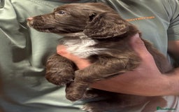 Cocker Spaniel dogs for sale: Cocker spaniel puppy’s  in Morpeth - Image 7