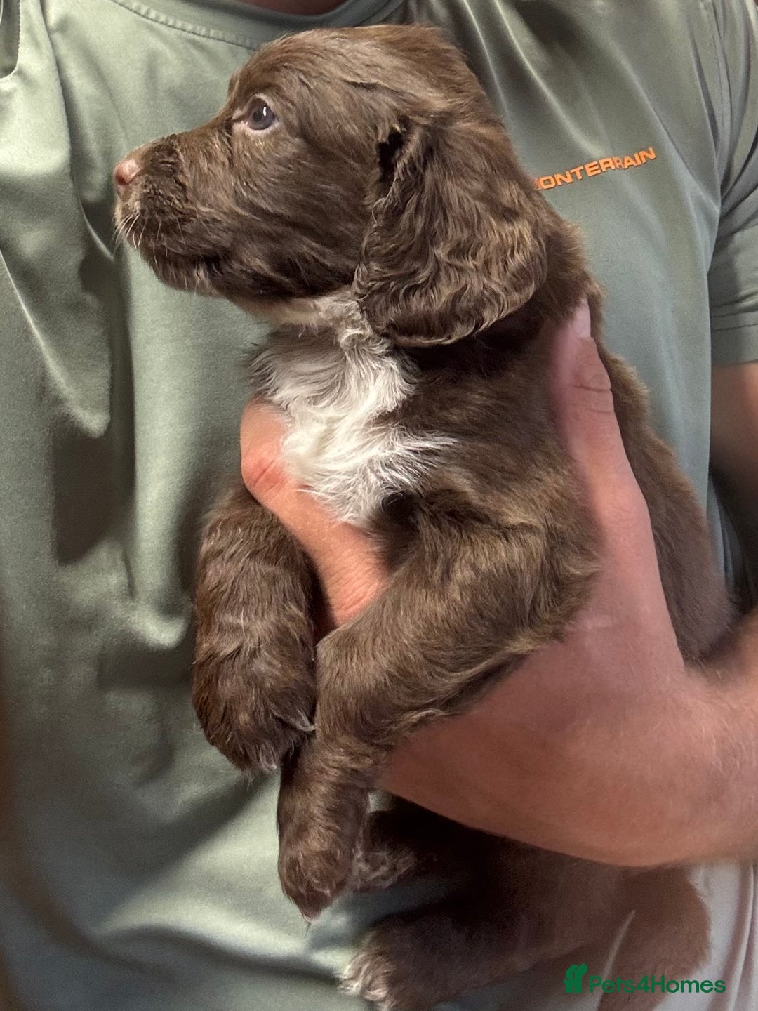 Cocker Spaniel dogs for sale: Cocker spaniel puppy’s  in Morpeth - Image 7