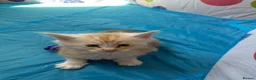 Maine Coon cats for sale: Maine Coon Kittens in Cambridge - Advert 18