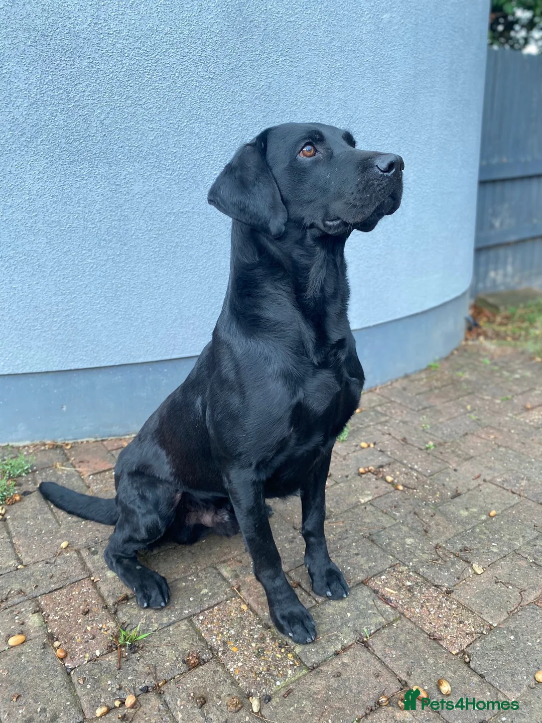Labrador Retriever dogs for sale: GORGEOUS BLACK LABRADOR LITTER,FULLYTESTED PARENTS - Advert 12