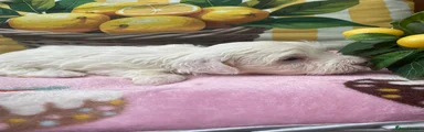 Maltipoo 2