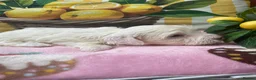 Maltipoo dogs for sale: Gorgeous maltipoo puppies  - Advert 6