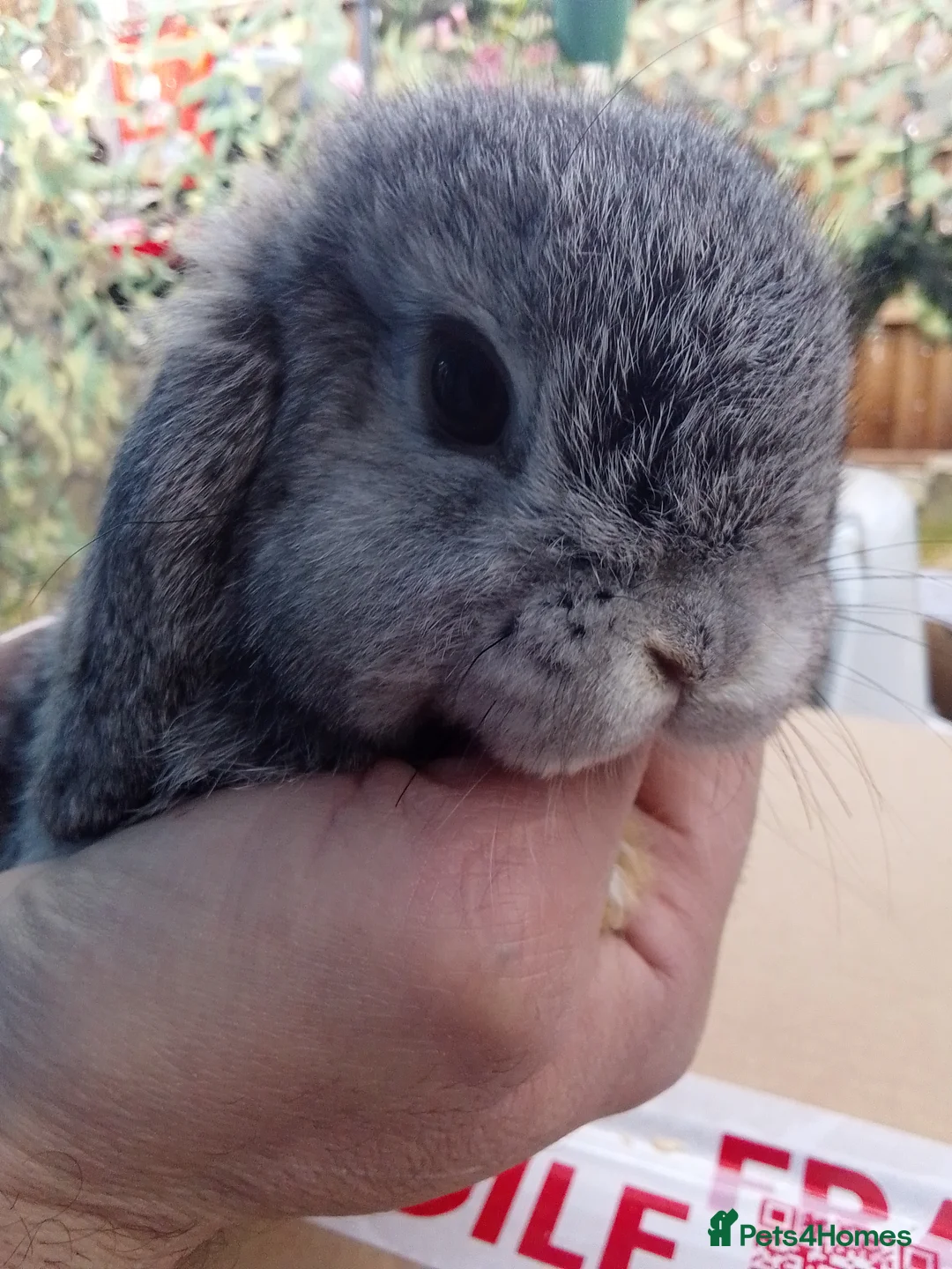 Mini Lop rabbits for sale: Beautiful blue mini lop bunnies ready to go  - Advert 4