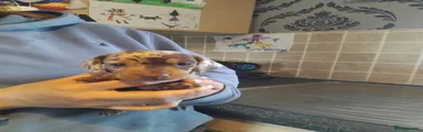 Miniature Dachshund Puppy 8